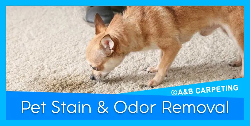 Professional Pet Stain and Odor Control